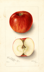 Apples, Linville (1905)