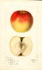 Apples, Lilly Of Kent (1895)