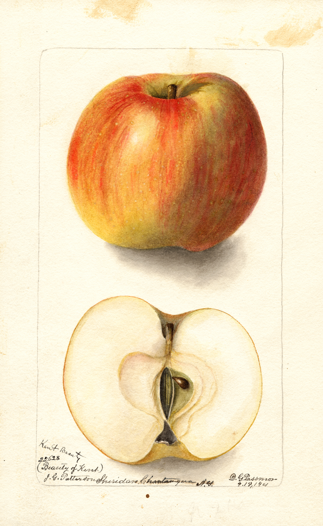 Apples, Kent Beauty (1901)