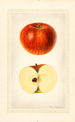 Apples, Kentucky Long Stem (1925)