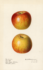 Apples, Linville (1918)