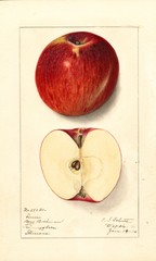 Apples, Linn (1912)