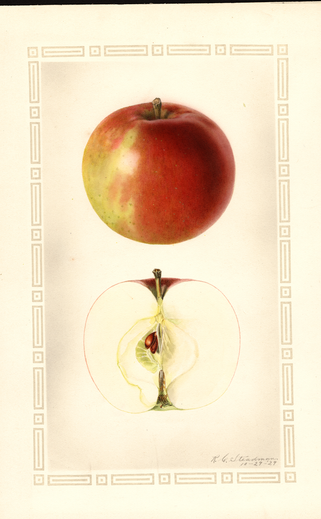 Apples, Linda (1929)