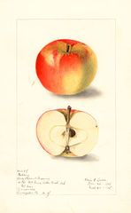 Apples, Long Island Greening (1908)