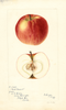 Apples, Good Peasant (1897)