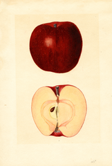 Apples, Goodenough Red Spitz (1935)