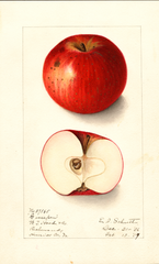 Apples, Goosepen (1907)