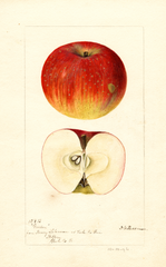 Apples, Gordon (1896)