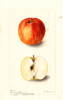 Apples, Grammars Pearmain (1899)