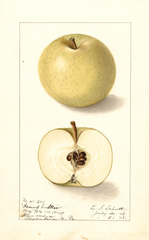 Apples, Grand Sultan (1908)