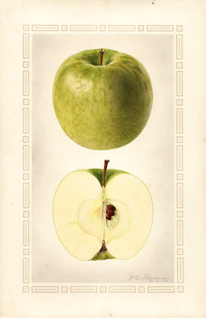 Apples, Granny Smith (1925)
