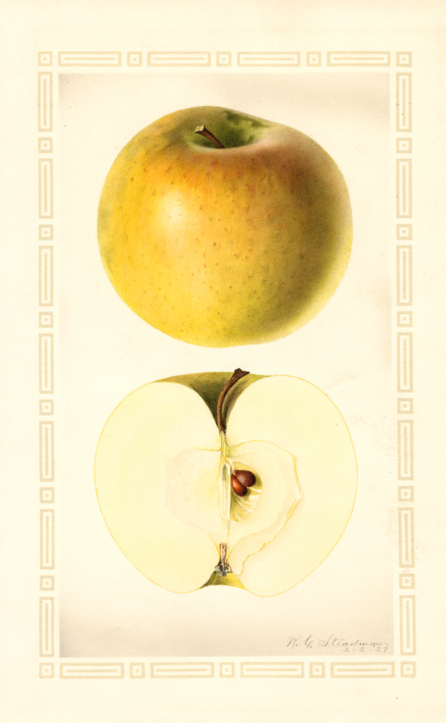 Apples, Granny Smith (1927)