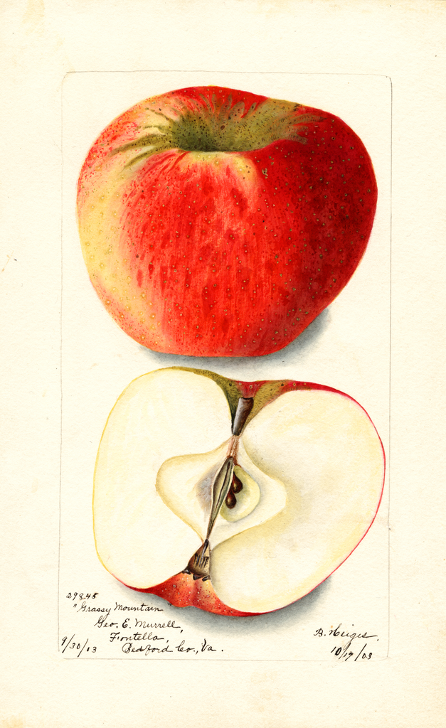 Apples, Grassy Mountain (1903)