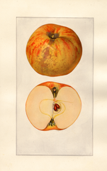 Apples, Gravenstein (1925)