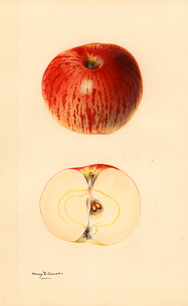 Apples, Gravenstein (1931)
