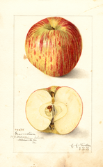 Apples, Gravenstein (1909)