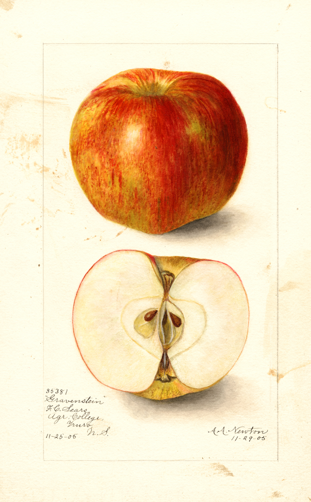 Apples, Gravenstein (1905)