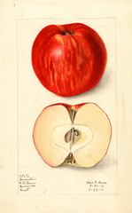 Apples, Gravenstein (1910)