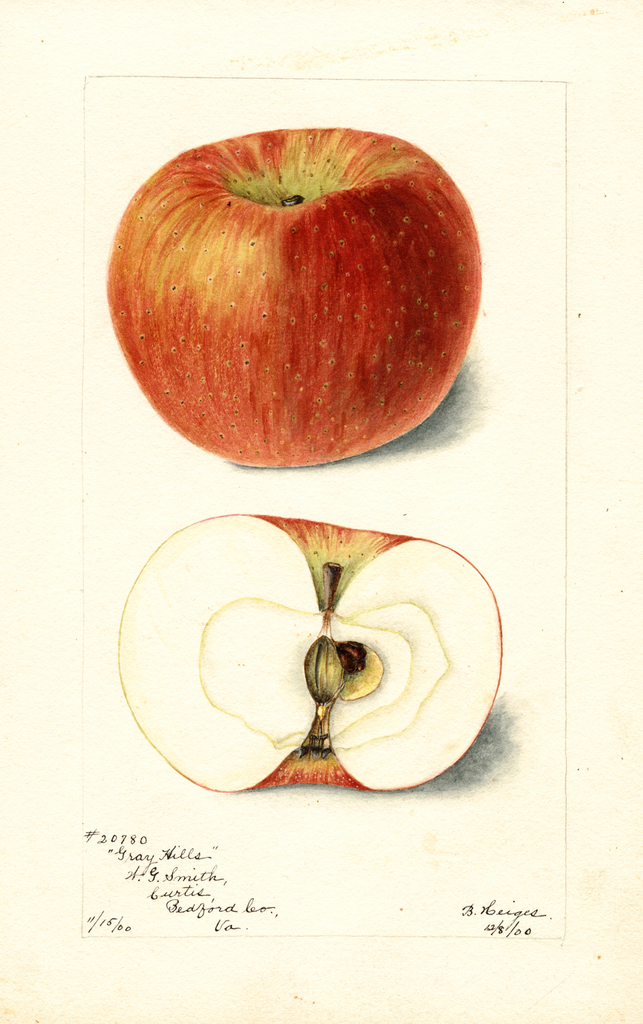 Apples, Gray Hills (1900)