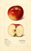 Apples, Great Barbe (1916)