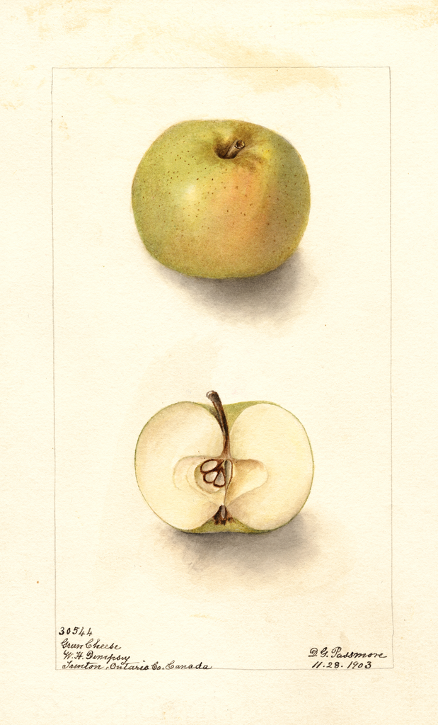 Apples, Green Cheese (1903)