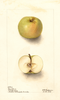Apples, Green Cheese (1903)
