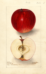 Apples, Delicious (1907)