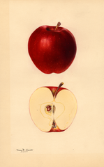 Apples, Delicious (1931)