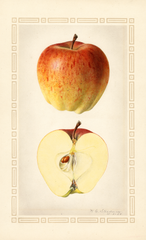 Apples, Delicious (1924)