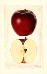 Apples, Delicious (1926)