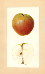 Apples, Professor C.p. Close Seedling (1935)
