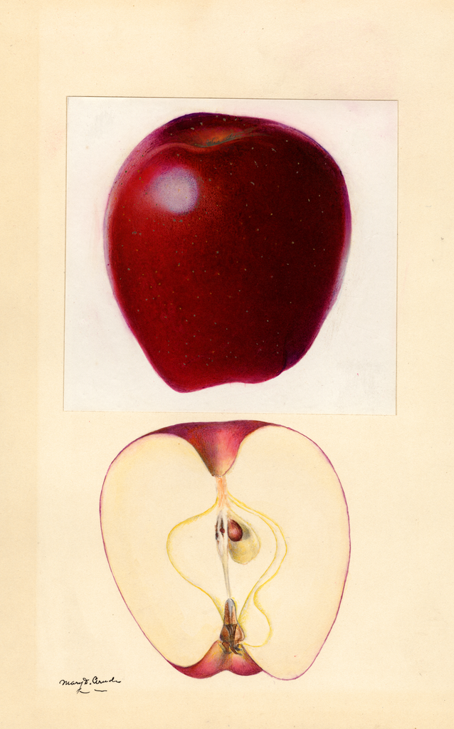 Apples, Red Delicious (1932)