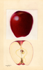 Apples, Red Delicious (1932)
