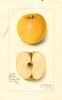Apples, Gold (1914)