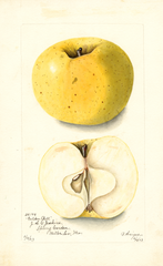 Apples, Golden Bell (1903)