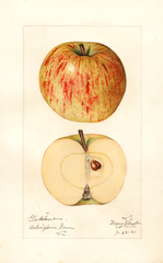 Apples, Gladstone (1921)