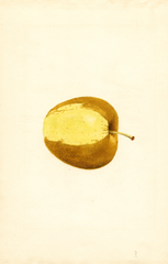 Apples, Golden Delicious (1937)