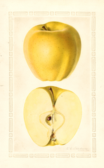 Apples, Golden Delicious (1930)