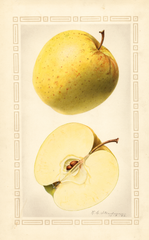 Apples, Golden Delicious (1922)