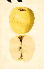 Apples, Golden Delicious (1935)