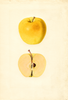 Apples, Golden Delicious (1935)