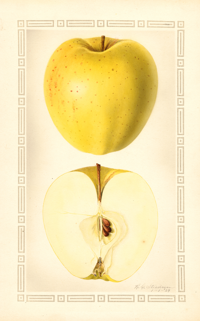 Apples, Golden Delicious (1929)