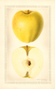 Apples, Golden Delicious (1929)