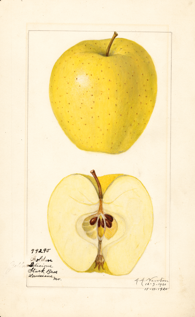 Apples, Golden Delicious (1920)