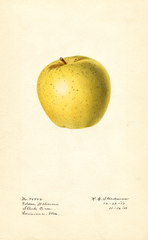 Apples, Golden Delicious (1917)