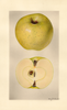 Apples, Golden Medal (1927)