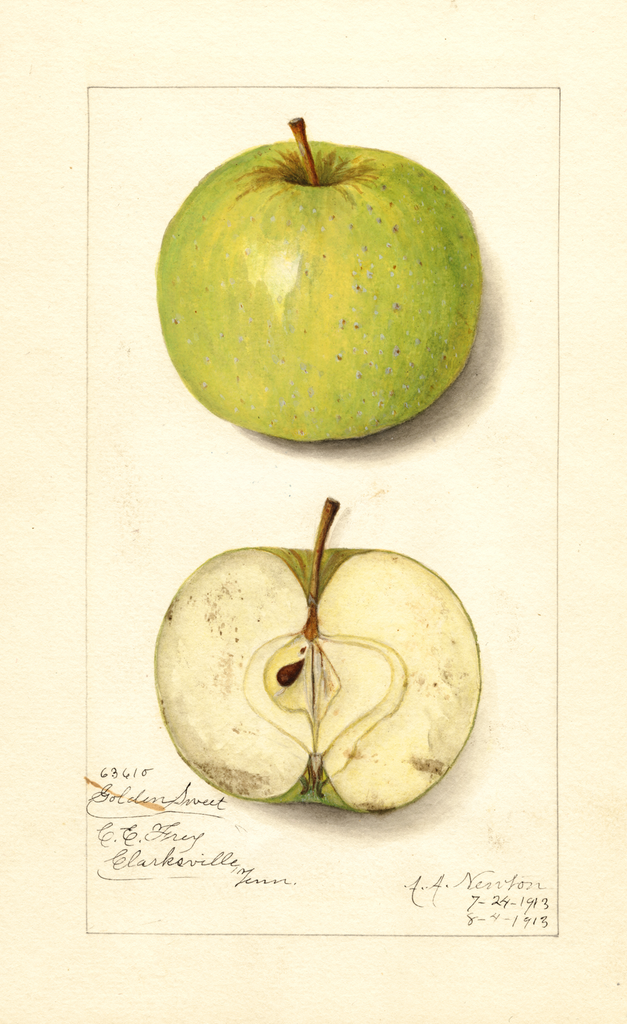 Apples, Golden Sweet (1913)