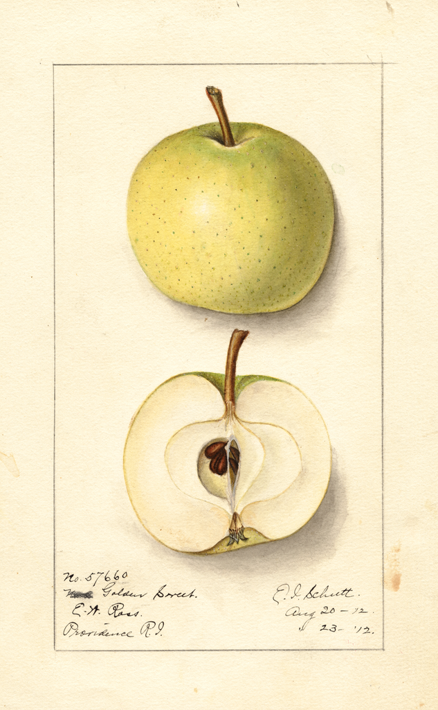 Apples, Golden Sweet (1912)