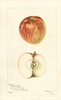 Apples, Golden White (1901)