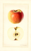 Apples, Golden Winesap (1926)